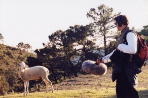 Recording sheep in Andalucia Spain 2000